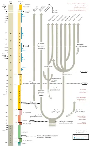 Evolution-Chauves-souris_FRISE.pdf